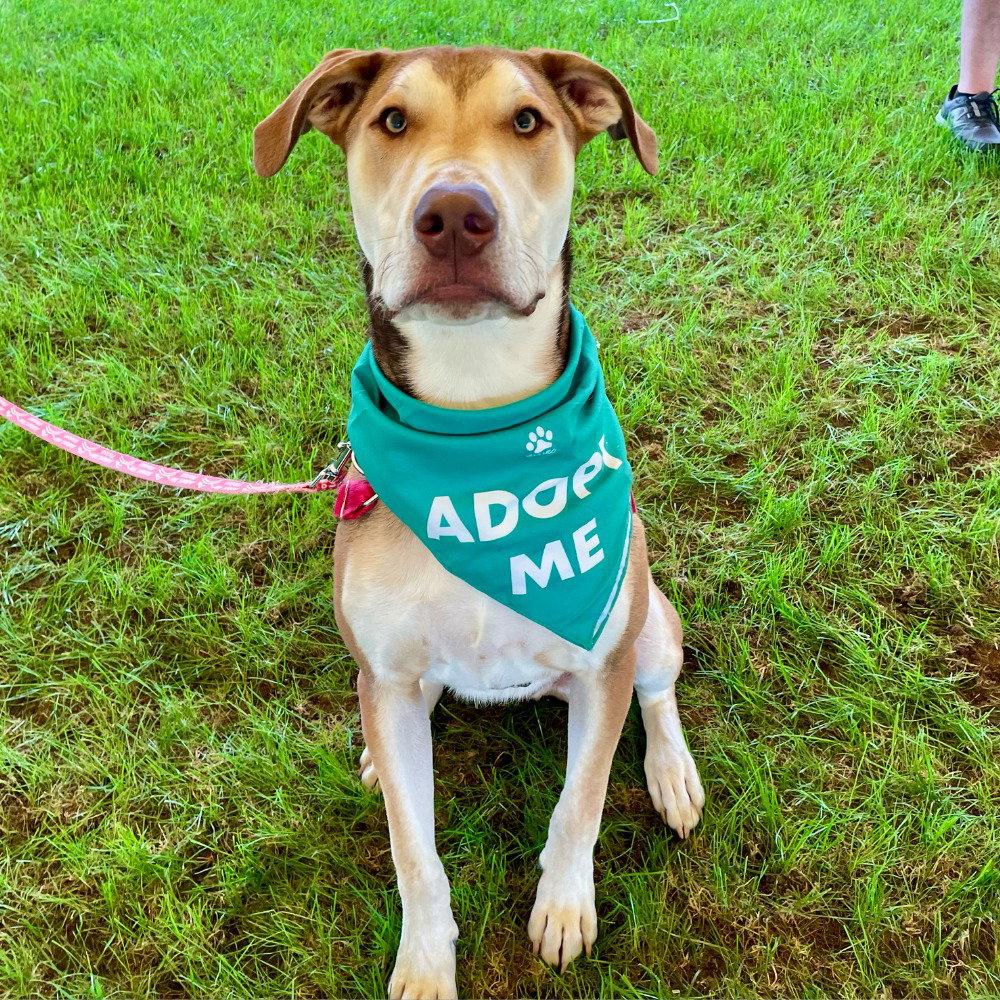 Odin, Adoptable, Young Male Hound & Terrier.