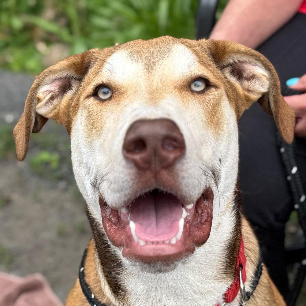 Enlarge Odin, a Adoptable mixed breed in Bloomfield, CT image 3/3
