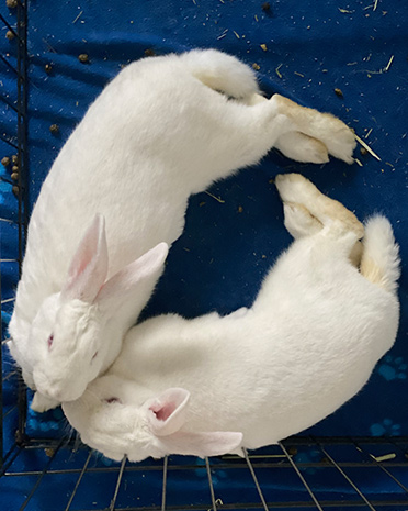 Peggy & Angelica, adoptable, Adult Female New Zealand.