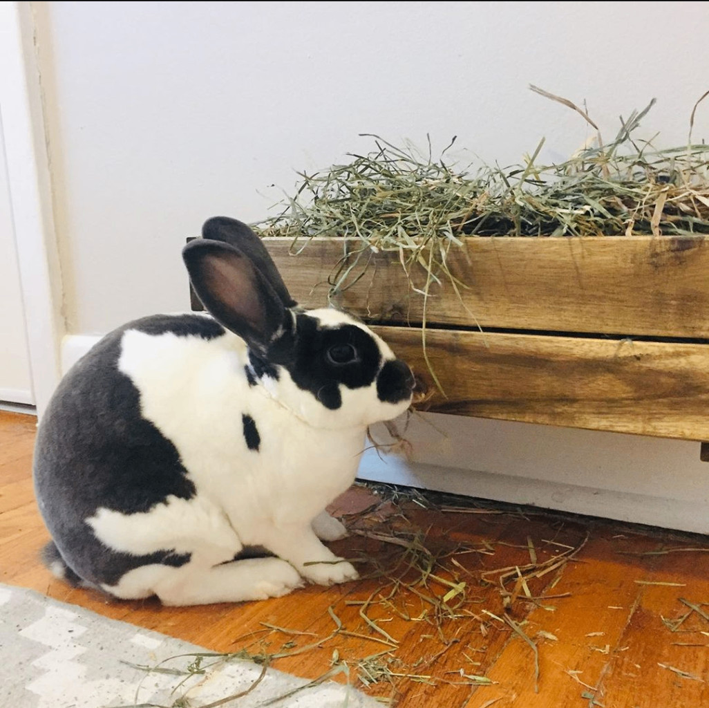 Enlarge Romeo, a Adopted Mini Rex in Kemptville, ON image 1/5