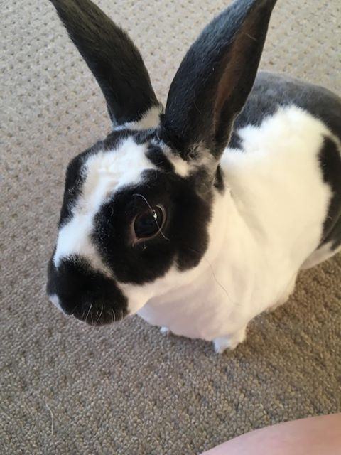 Enlarge Romeo, a Adopted Mini Rex in Kemptville, ON image 4/5