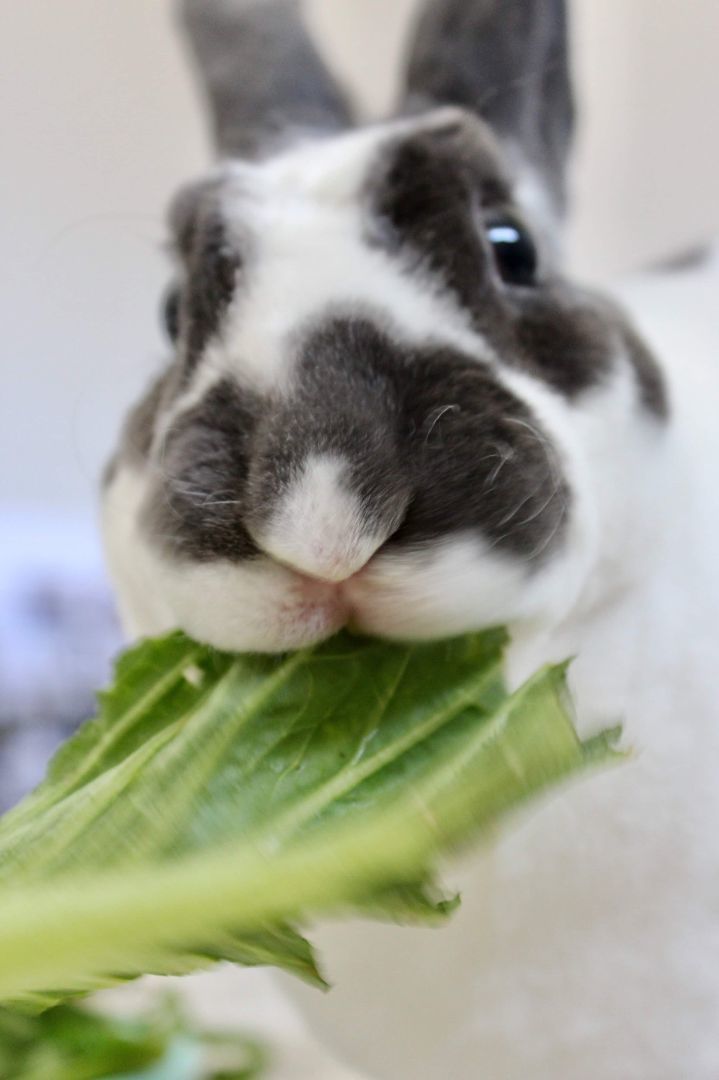 Enlarge Romeo, a Adopted Mini Rex in Kemptville, ON image 5/5