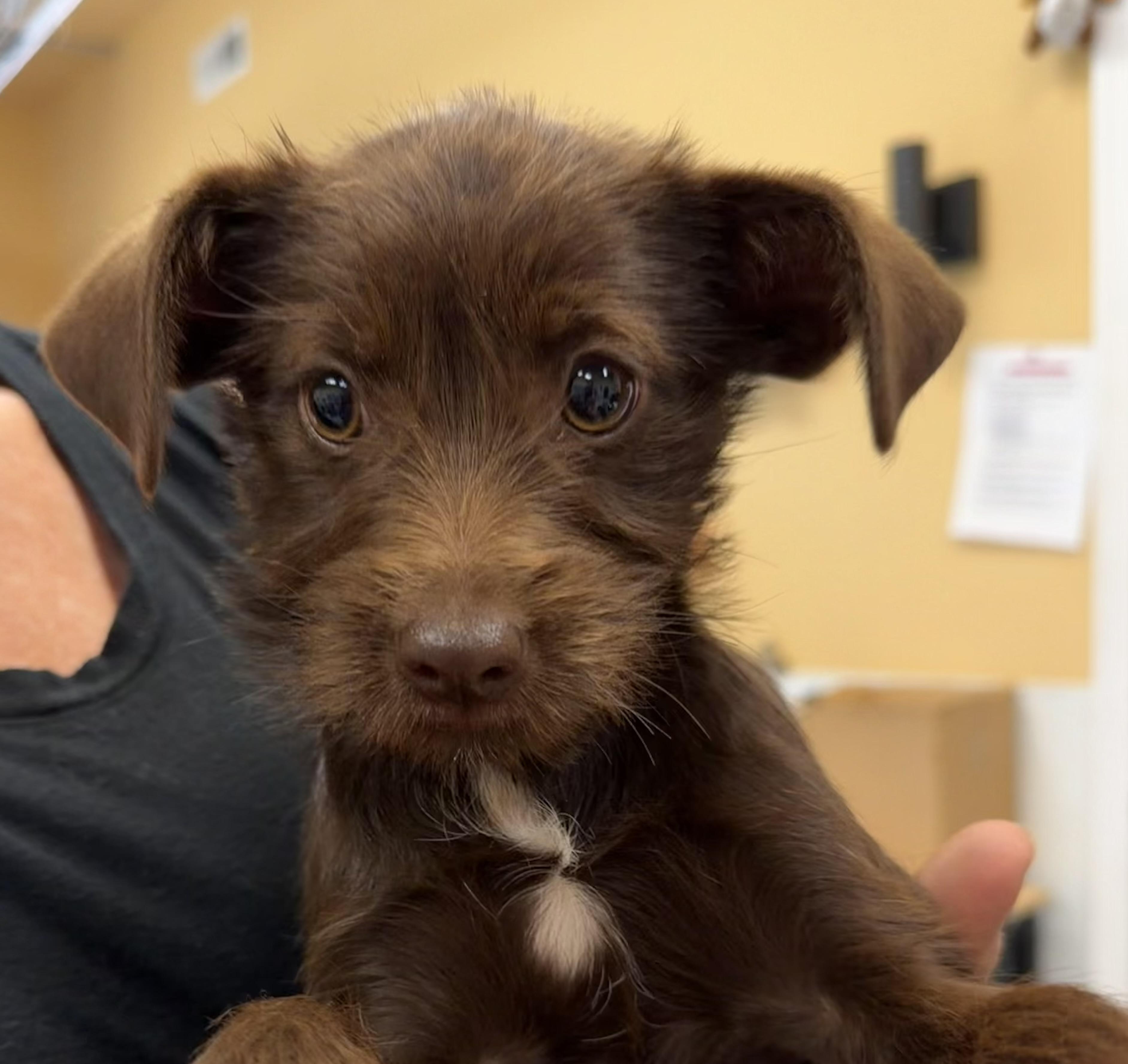 Mocha, adopted, Puppy Female Border Terrier & Miniature Poodle.