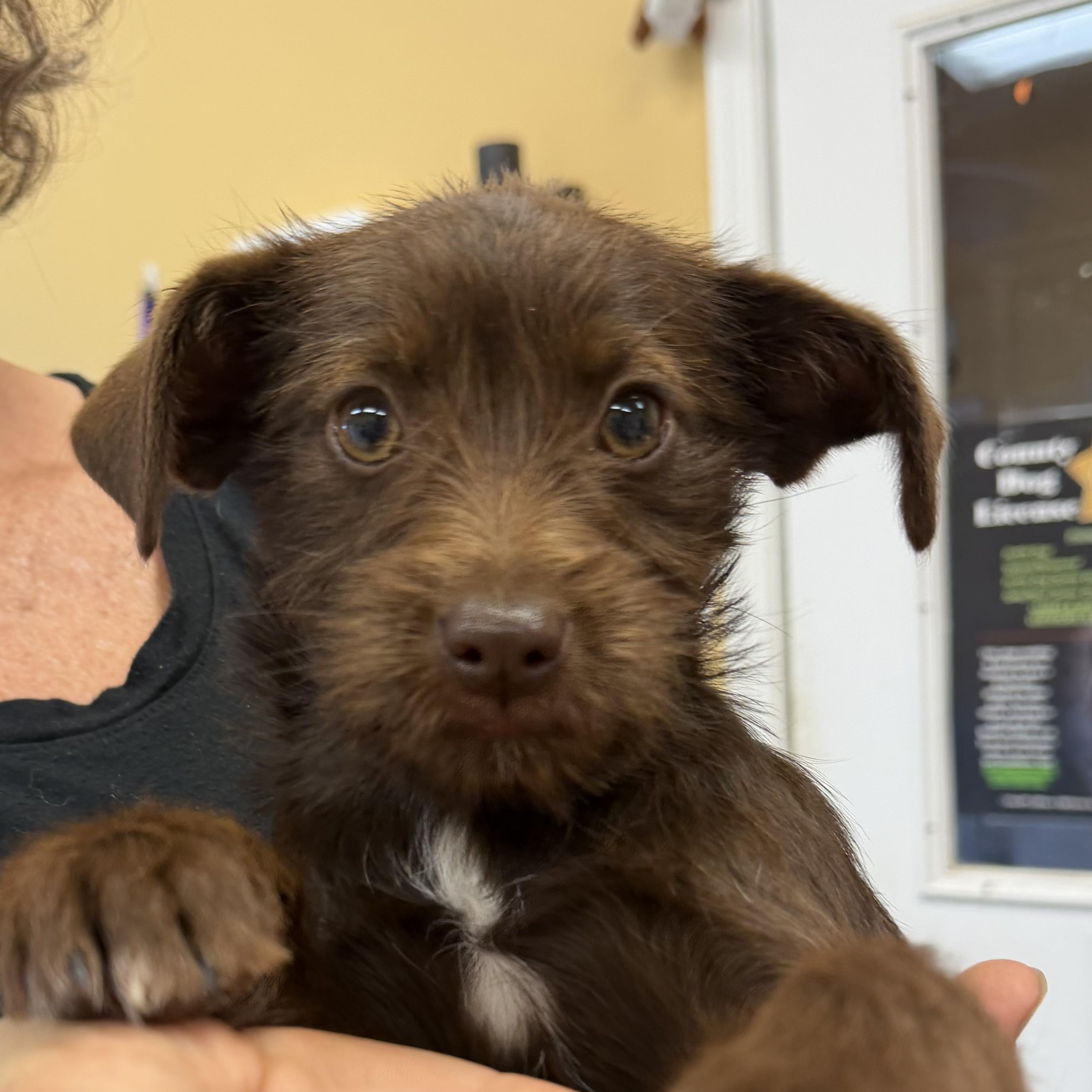 Mocha, an adopted mixed breed in Hood River, OR image 2/2