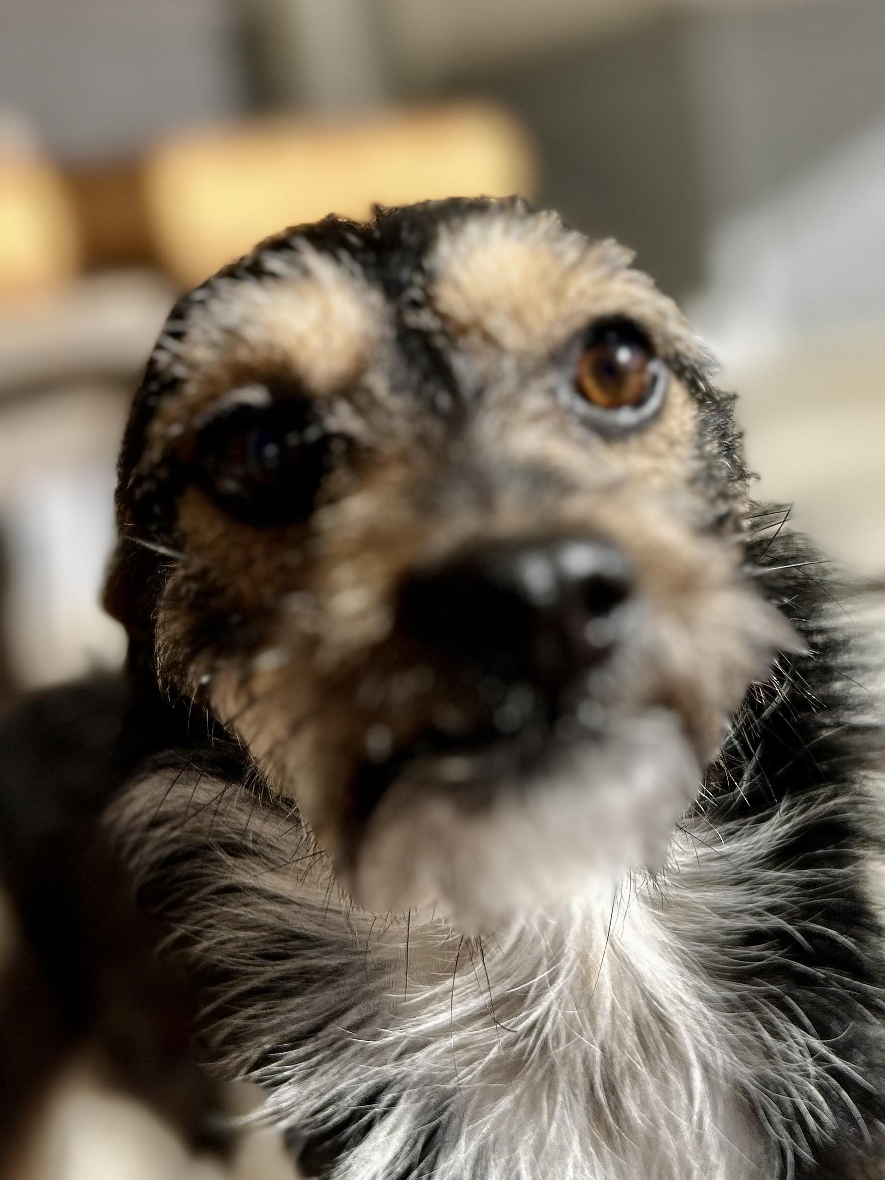 Enlarge Pluto, a ADOPTABLE Terrier in Bakersfield, CA image 5/5