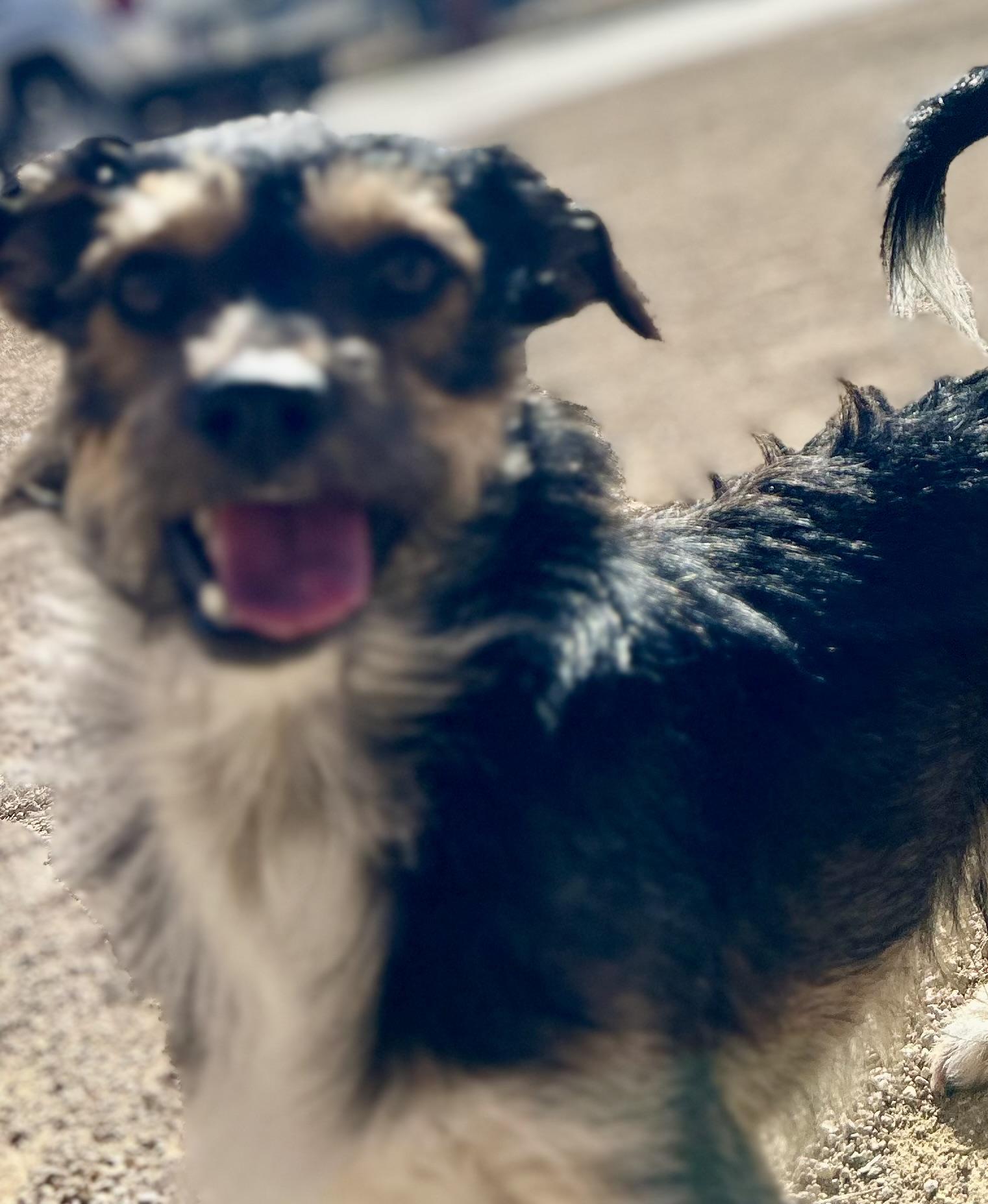 Enlarge Pluto, a ADOPTABLE Terrier in Bakersfield, CA image 2/5