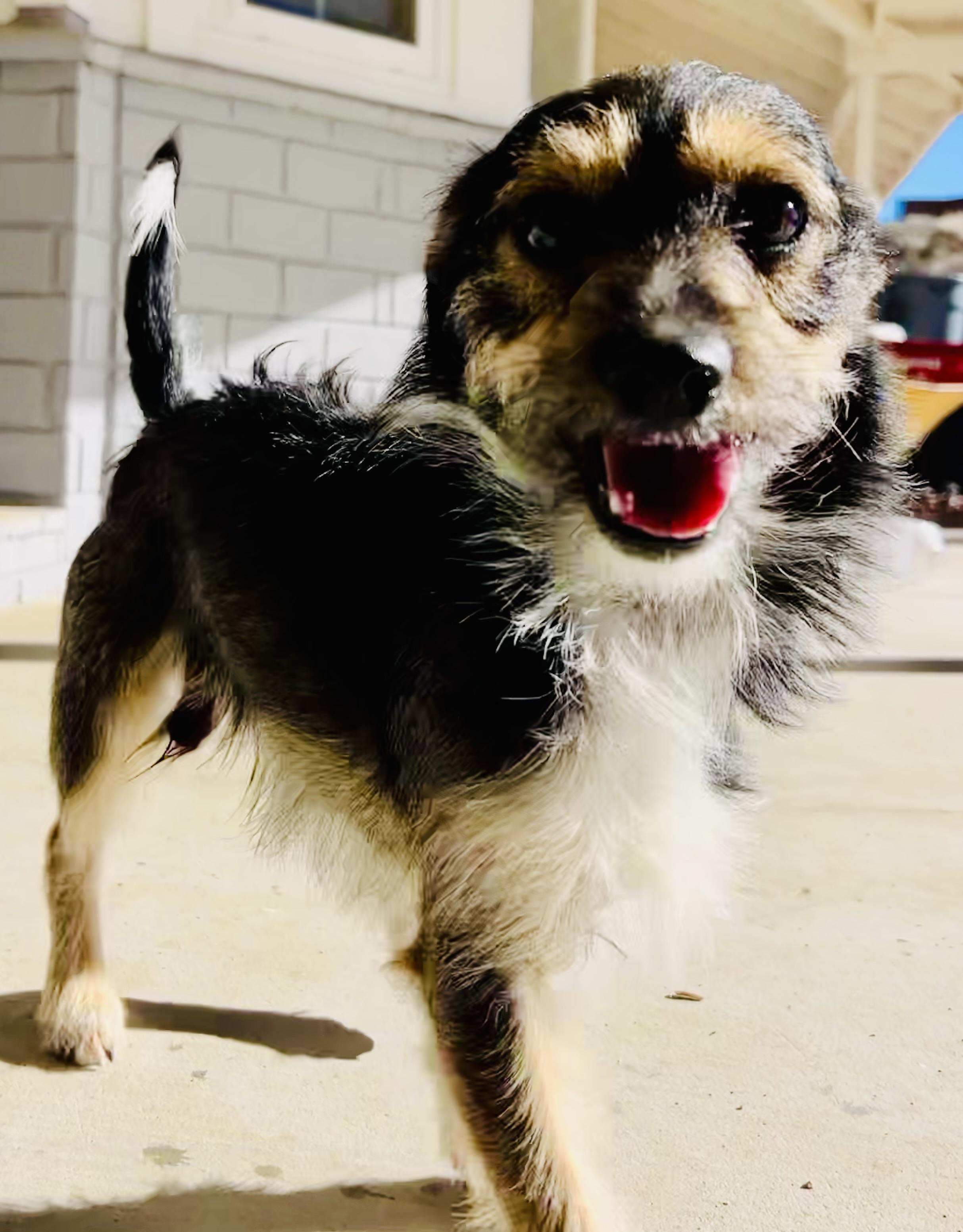 Dino (aka) Pluto, ADOPTABLE, Young Male Terrier.