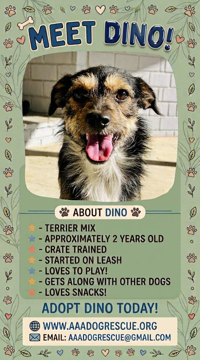 Enlarge Dino, a ADOPTABLE mixed breed in Bakersfield, CA image 5/5