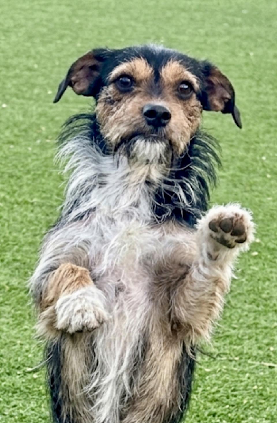 Enlarge Dino (aka) Pluto, a ADOPTABLE mixed breed in Bakersfield, CA image 3/4