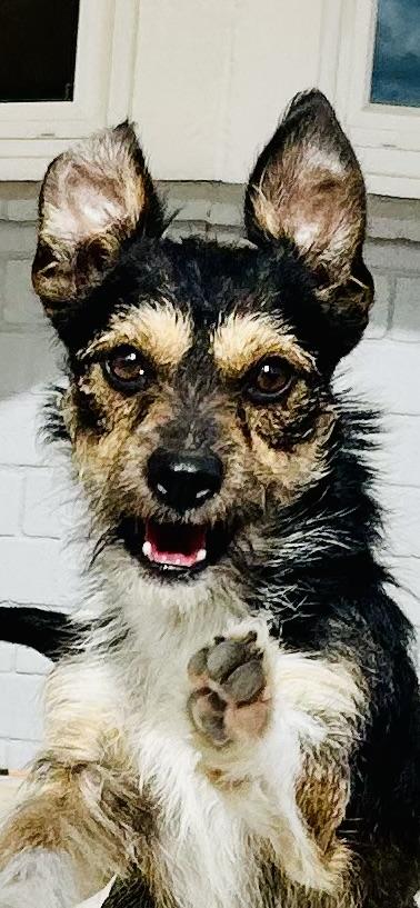 Pluto, ADOPTABLE, Young Male Terrier.