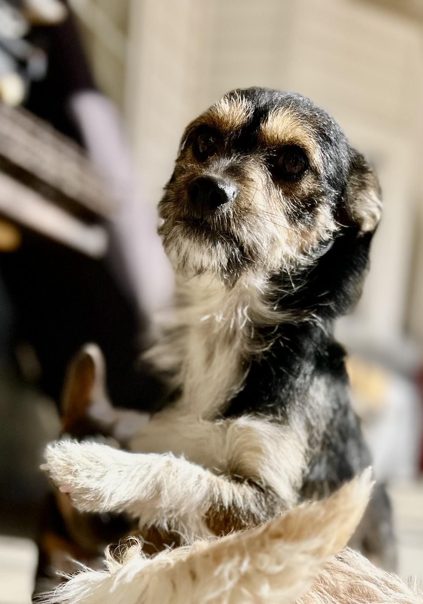 Enlarge Pluto, a ADOPTABLE Terrier in Bakersfield, CA image 4/5