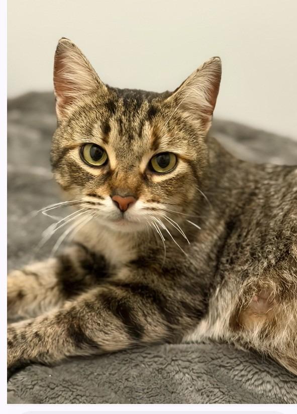 Biscuit, Adoptable, Young Female Domestic Short Hair.