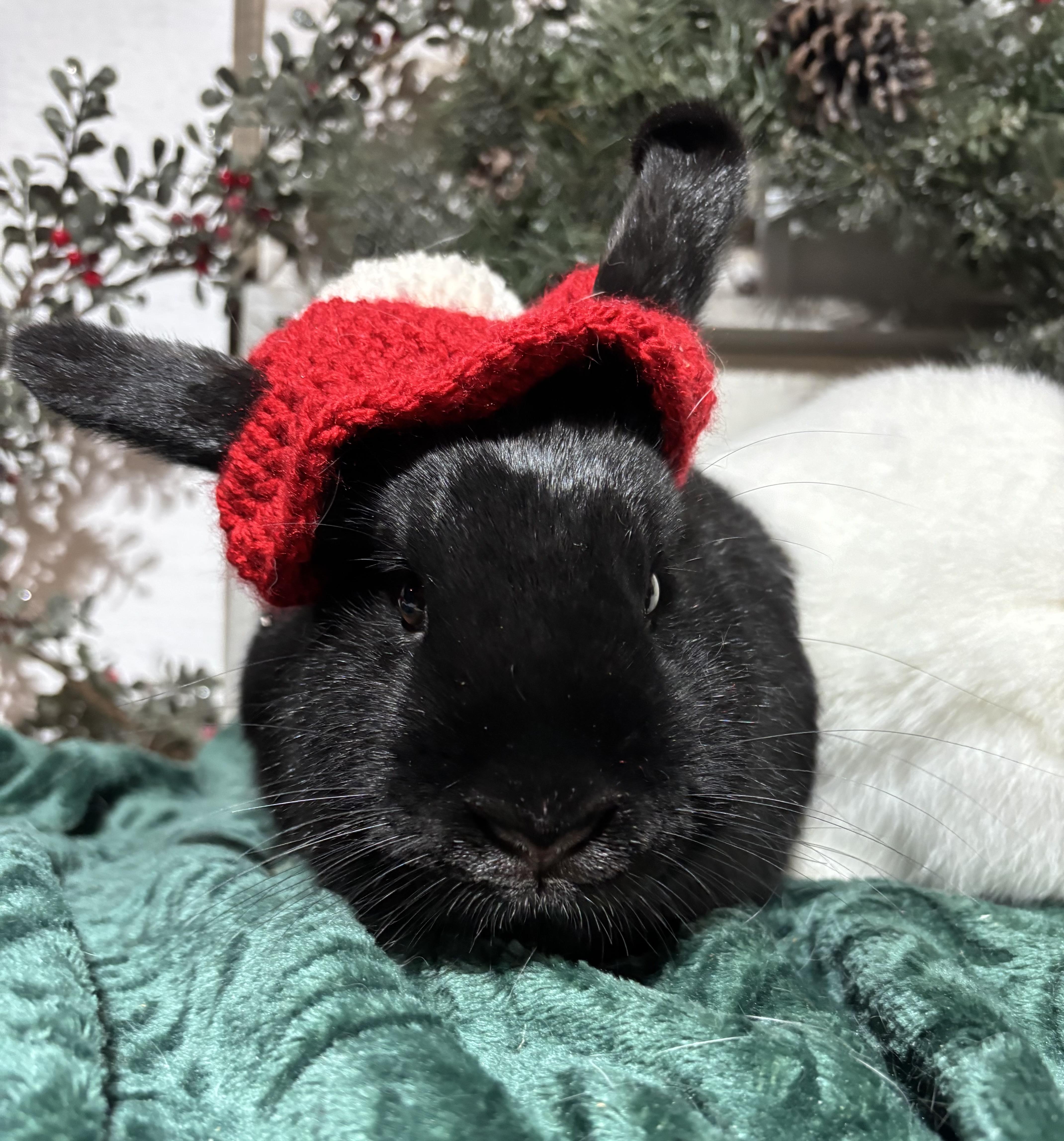 Enlarge Celeste: video!!, a Adoptable American in Edinburg, PA image 1/6