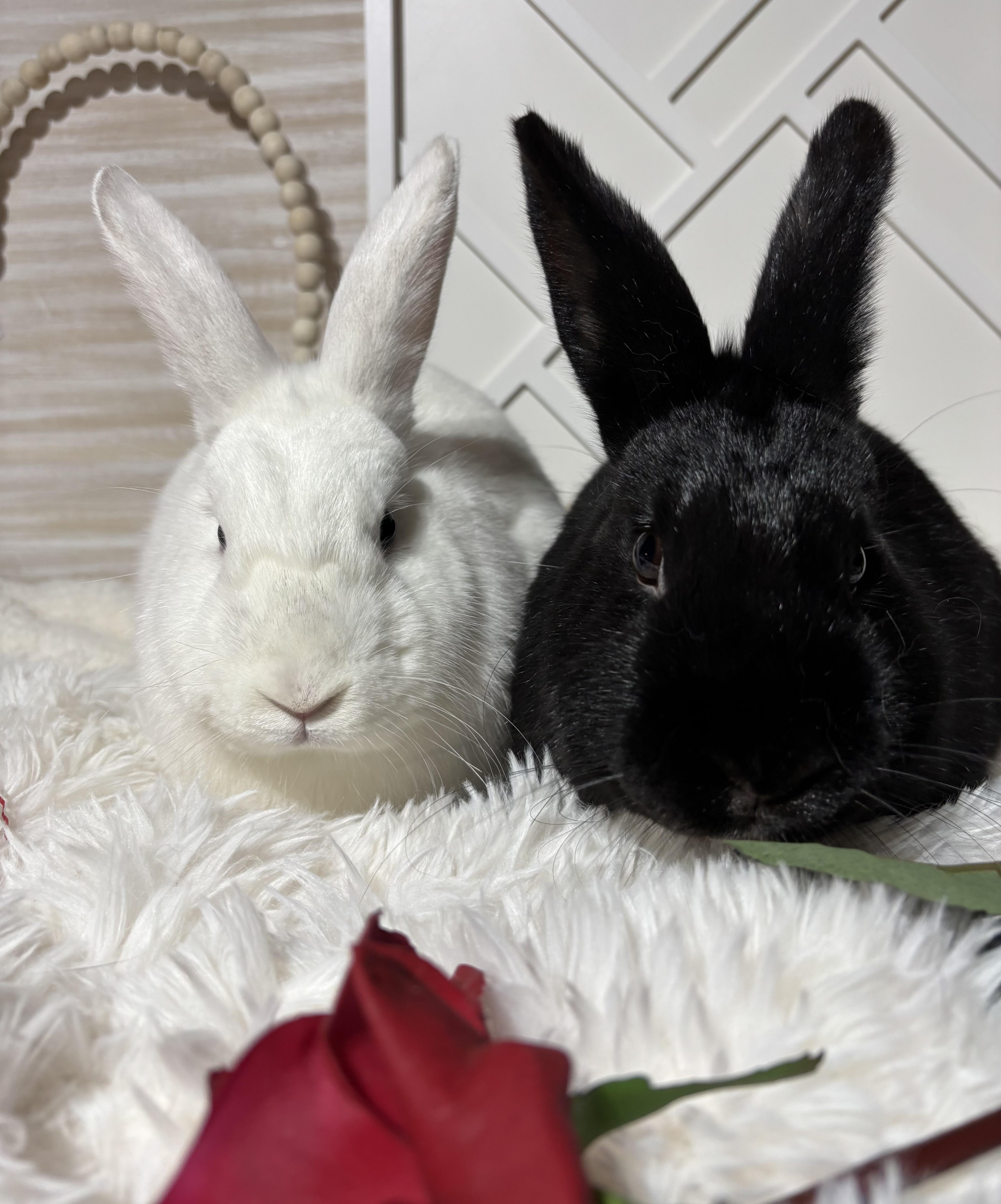 Enlarge Celeste: video!!, a Adoptable American in Edinburg, PA image 5/6