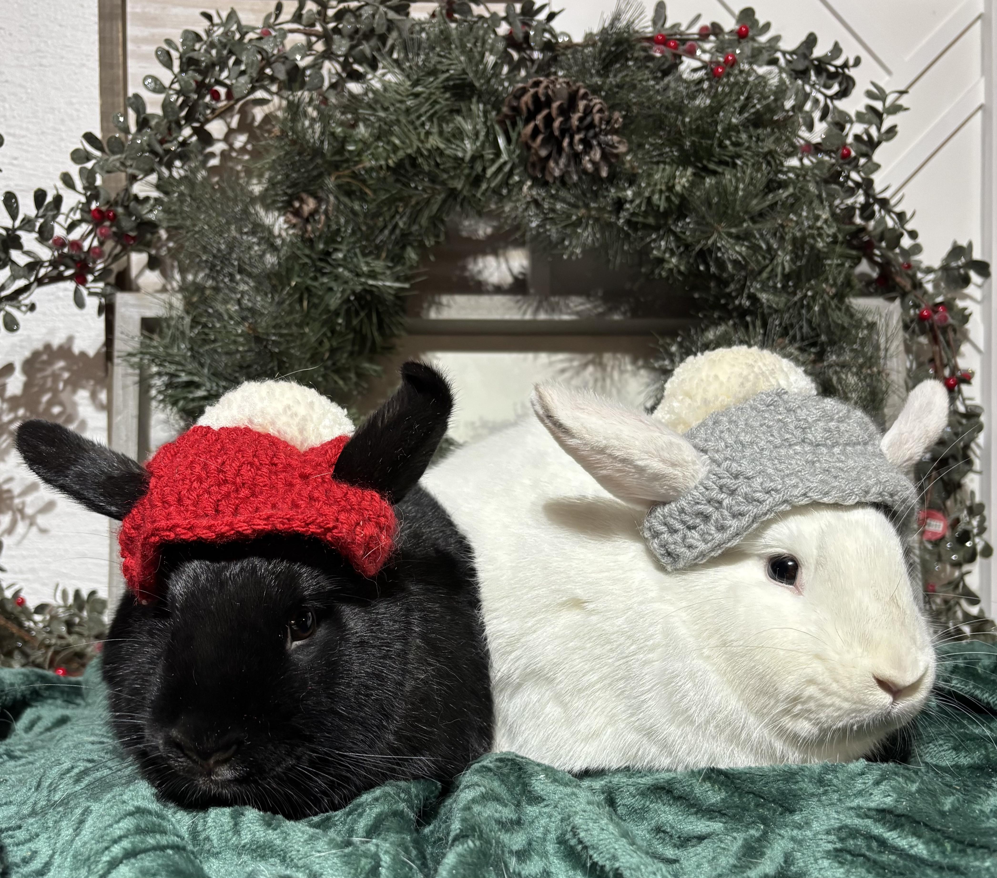 Enlarge Celeste: video!!, a Adoptable American in Edinburg, PA image 3/6