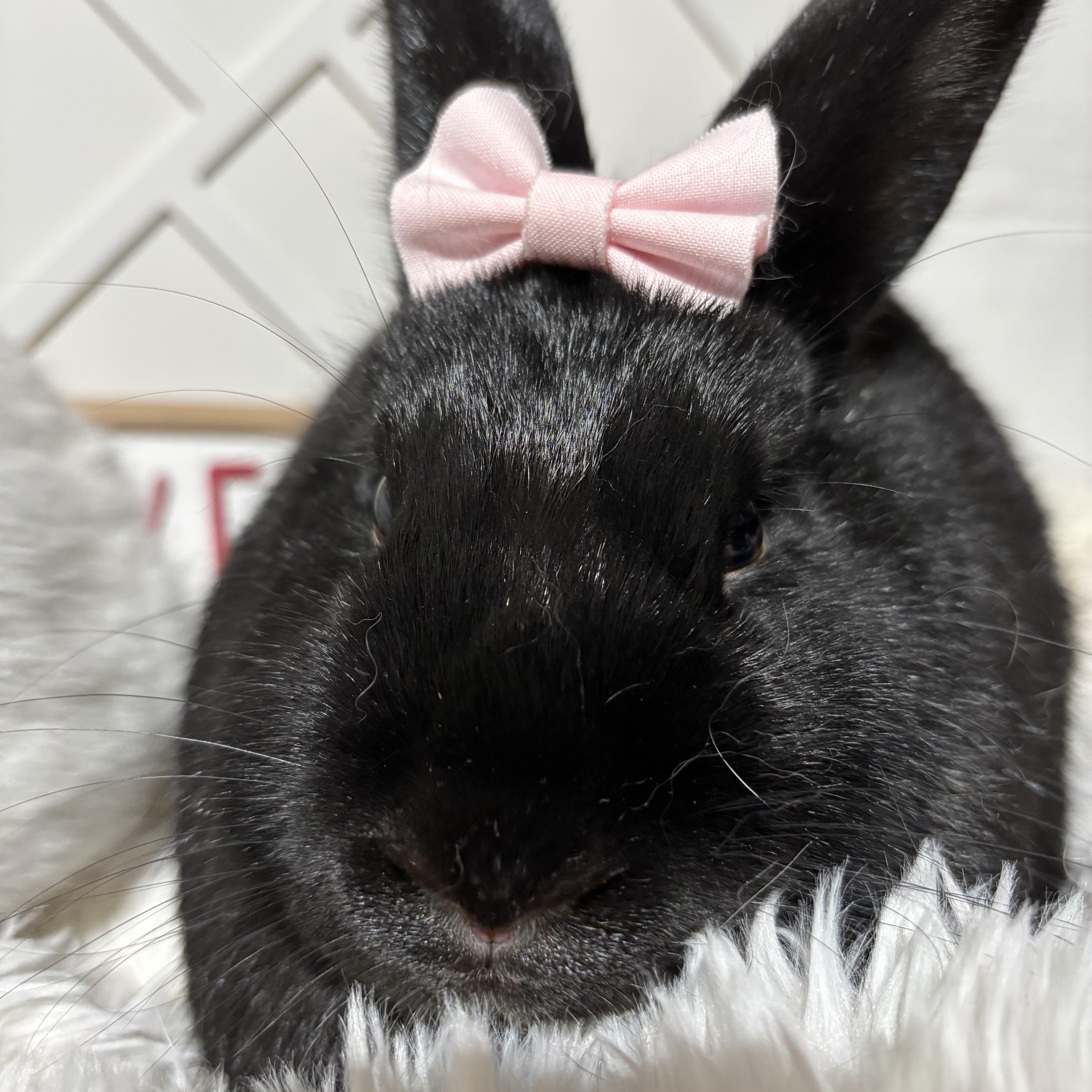 Celeste: video!!, Adoptable, Baby Female American.