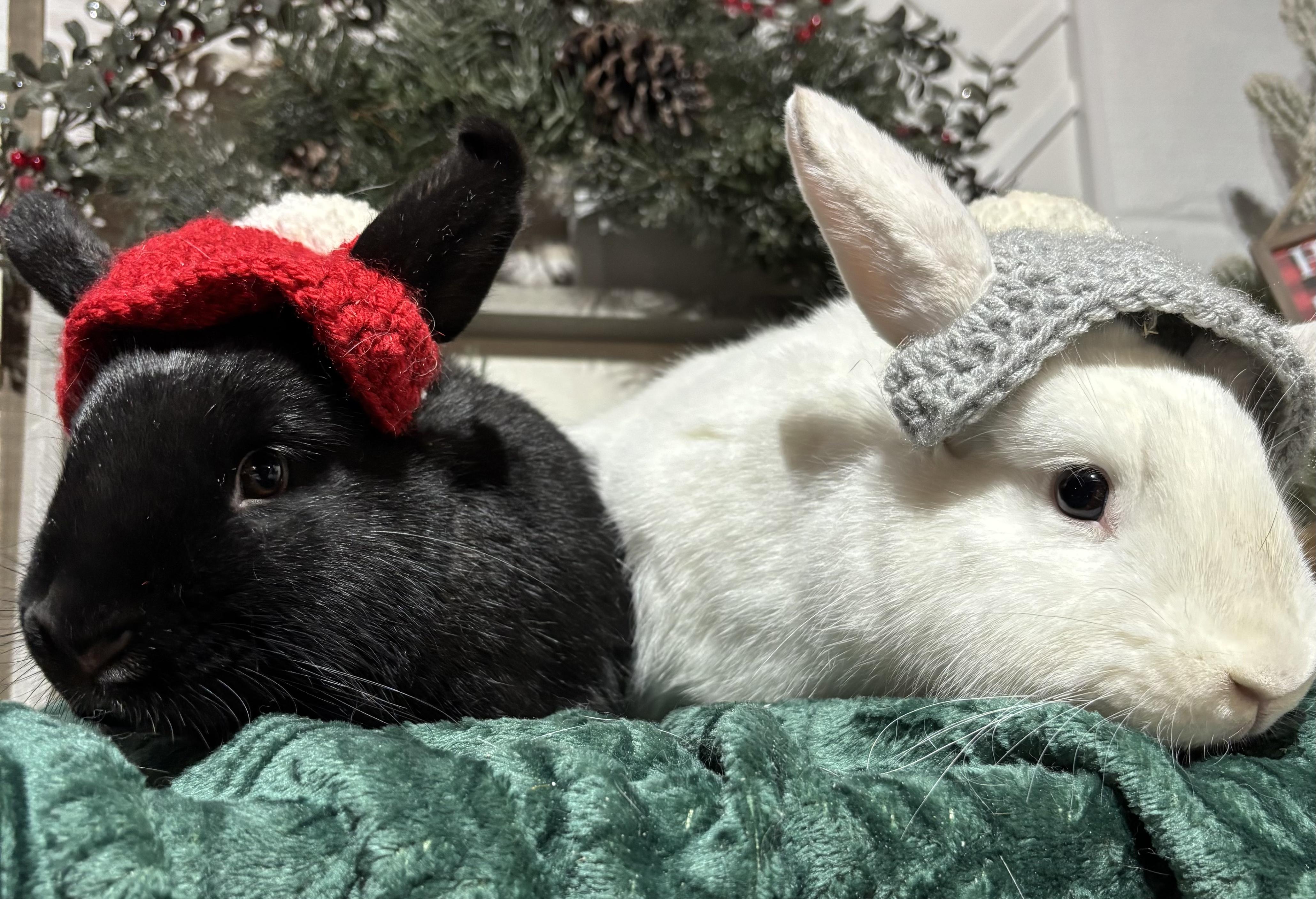 Enlarge Celeste: video!!, a Adoptable American in Edinburg, PA image 4/6