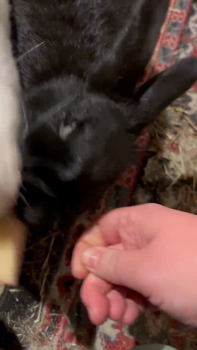 Enlarge Celeste: video!!, a Adoptable American in Edinburg, PA video 6/6