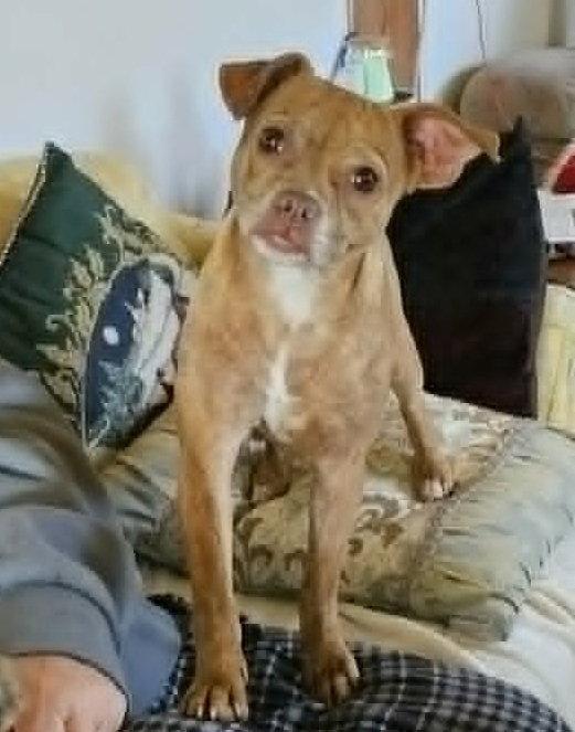Pinky Grace CaliGrace, Adoptable, Adult Female Boston Terrier.