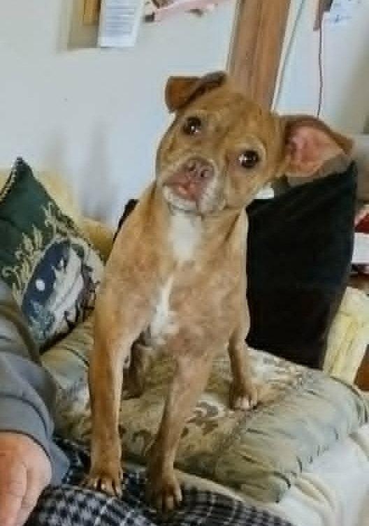 Enlarge Pinky Grace CaliGrace, a Adoptable Boston Terrier in Wakefield, RI image 2/3