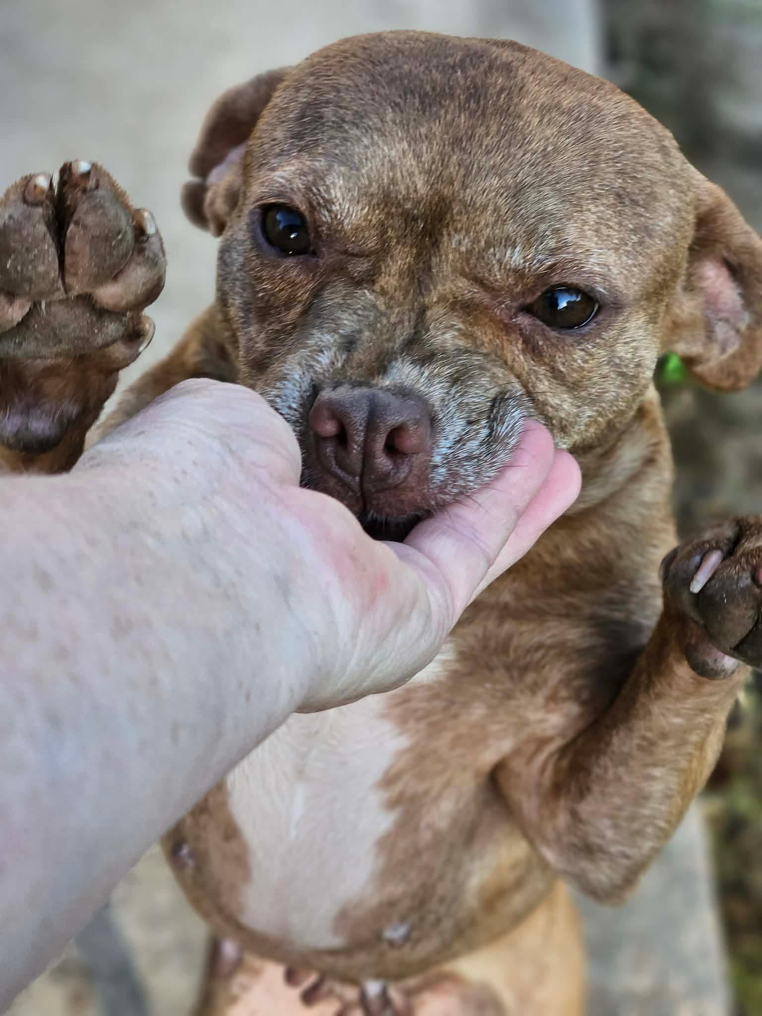 Enlarge Pinky Grace CaliGrace, a Adoptable Boston Terrier in Wakefield, RI image 3/3