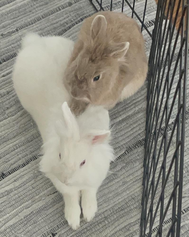 Tate McRae, Adoptable, Young Female Lionhead.