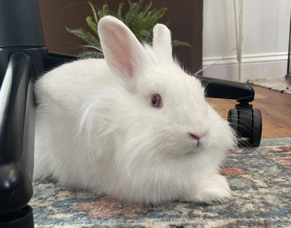 Tate McRae, Adoptable, Young Female Lionhead.