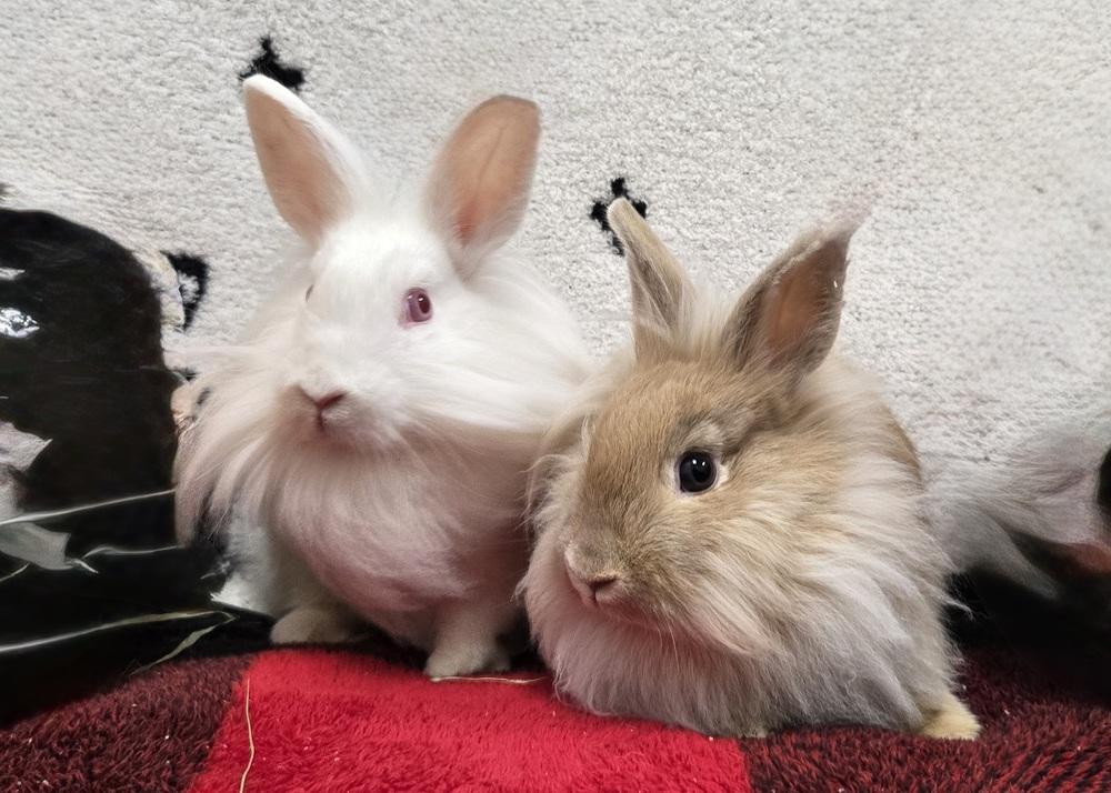 Enlarge Tate McRae, a Adoptable Lionhead in Westford, MA image 2/6