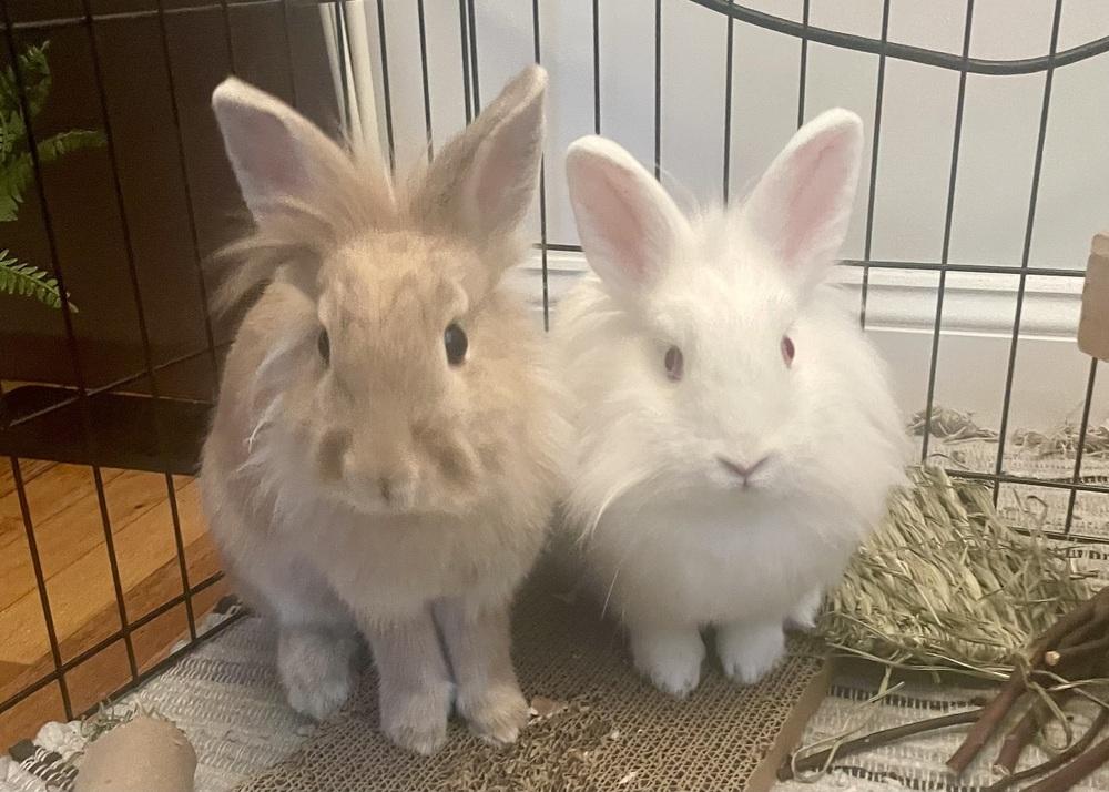 Enlarge Tate McRae, a Adoptable Lionhead in Westford, MA image 3/6