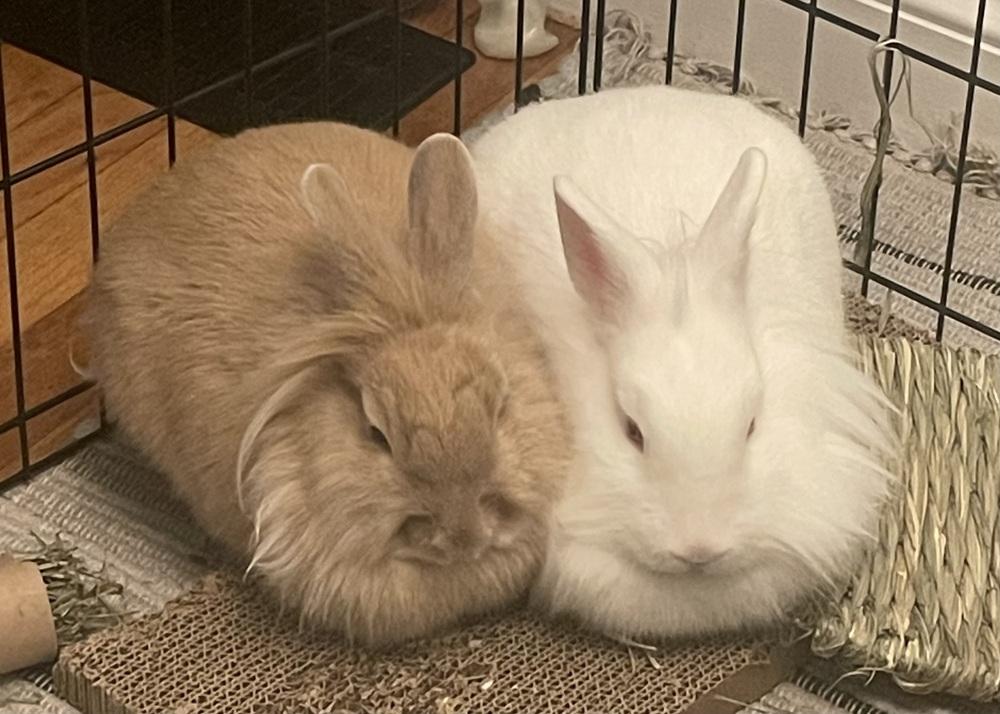 Enlarge Tate McRae, a Adoptable Lionhead in Westford, MA image 5/6