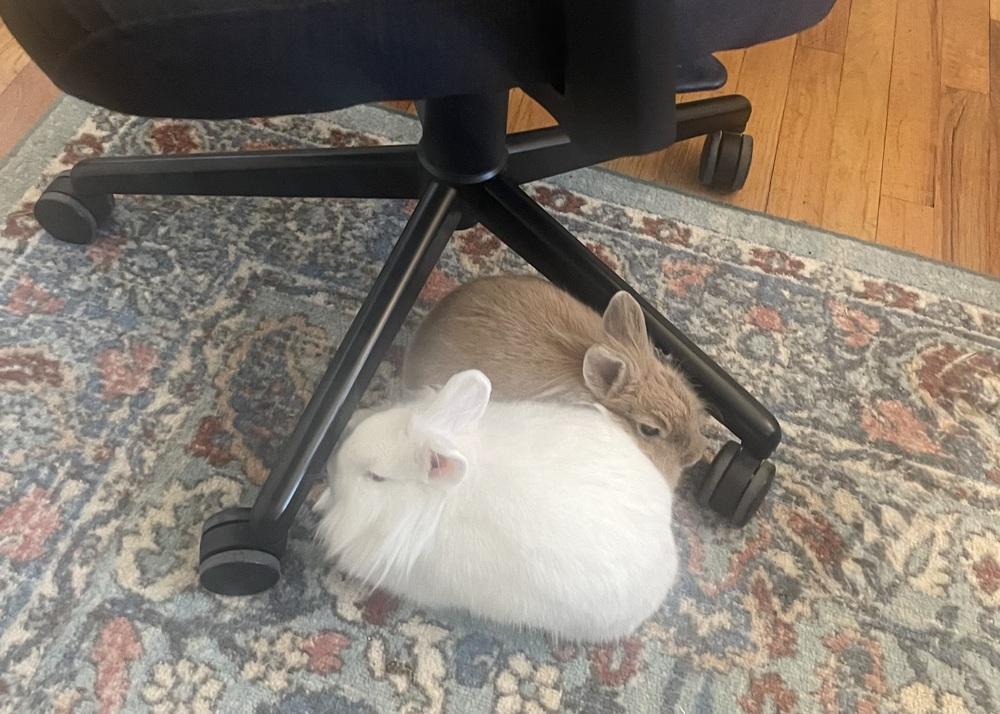 Enlarge Tate McRae, a Adoptable Lionhead in Westford, MA image 6/6