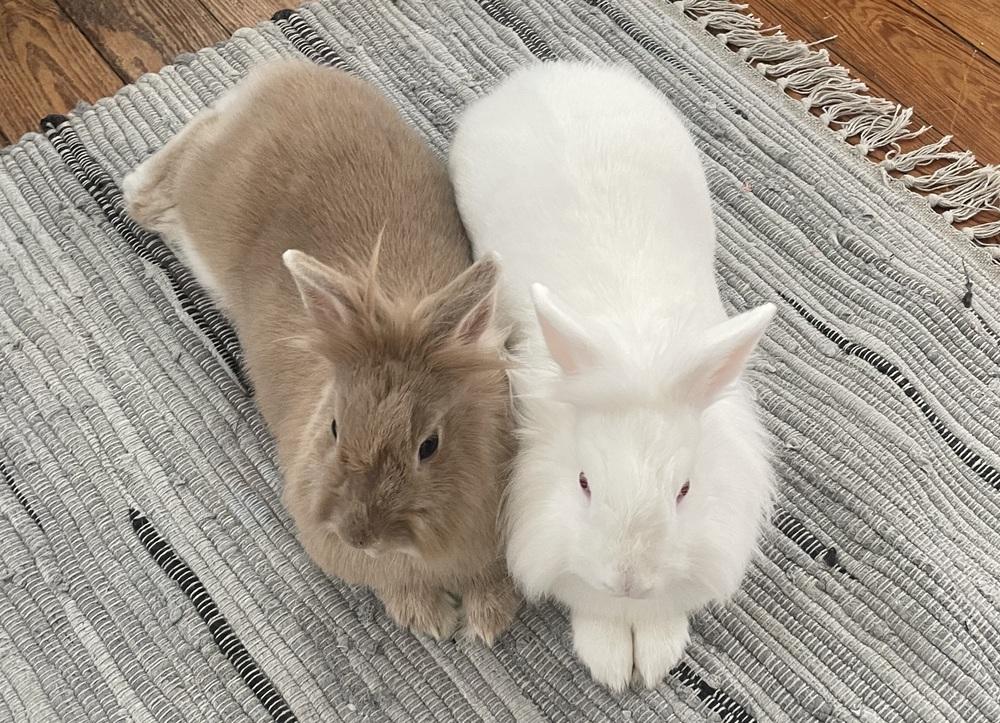 Enlarge Tate McRae, a Adoptable Lionhead in Westford, MA image 5/6