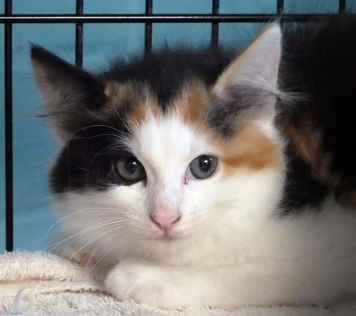 Lady Bug, a ADOPTABLE mixed breed in Bloomingdale, NJ image 2/2
