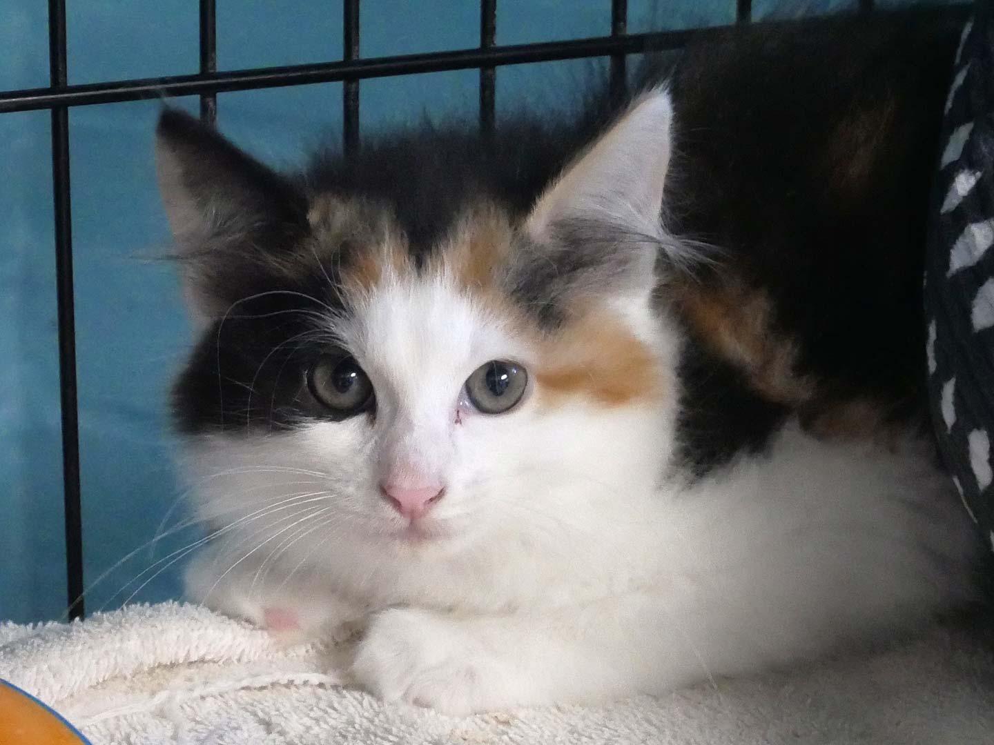 Lady Bug, a ADOPTABLE mixed breed in Bloomingdale, NJ image 1/2