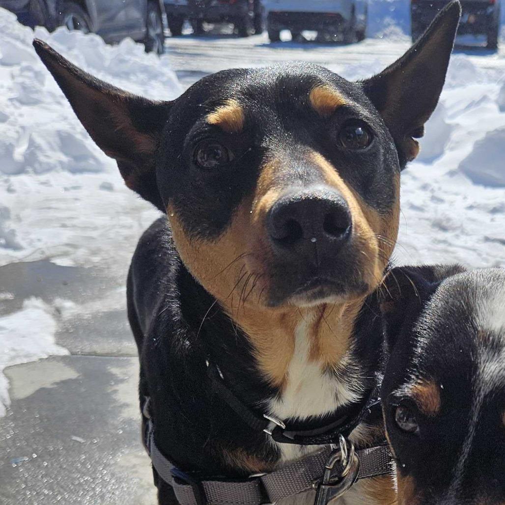 Waylon, a Adoptable Mixed Breed in Dover, NH image 1/6