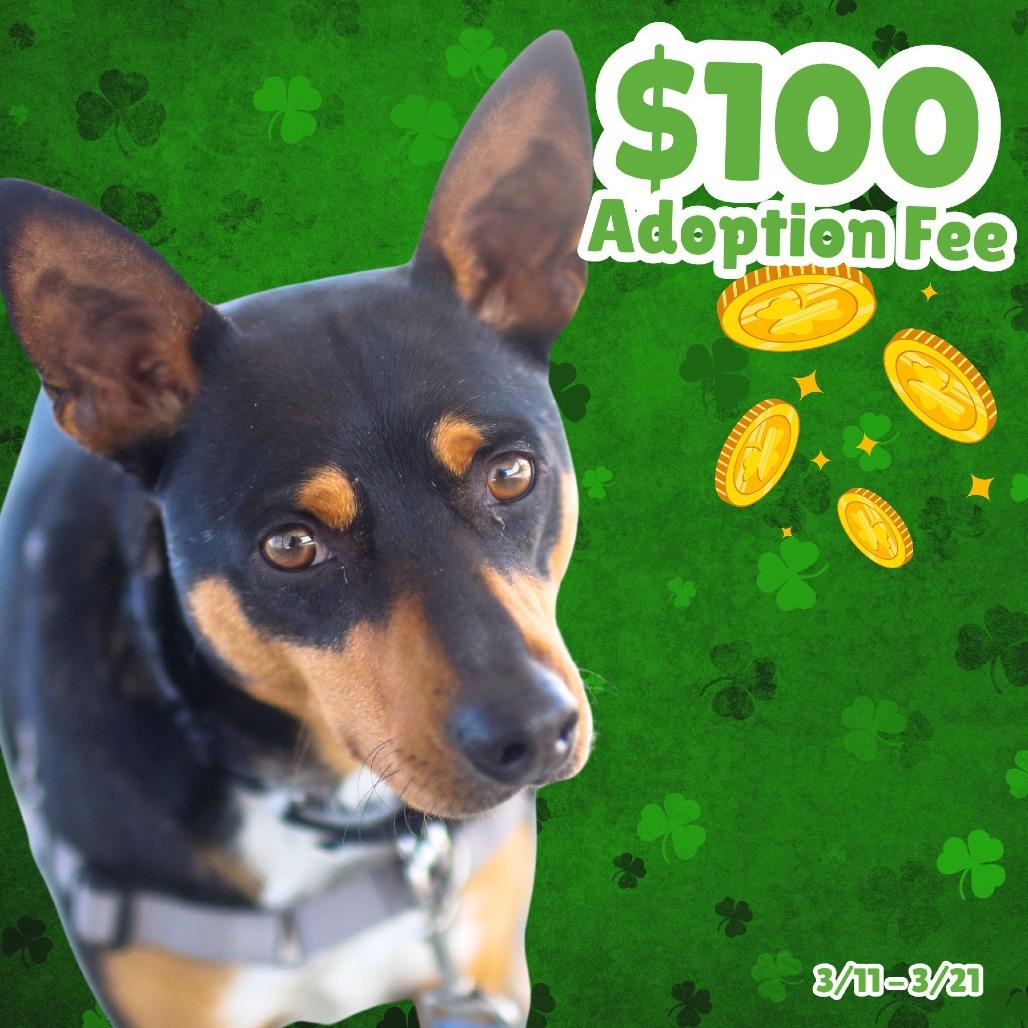 Waylon, Adoptable, Adult Male Mixed Breed.