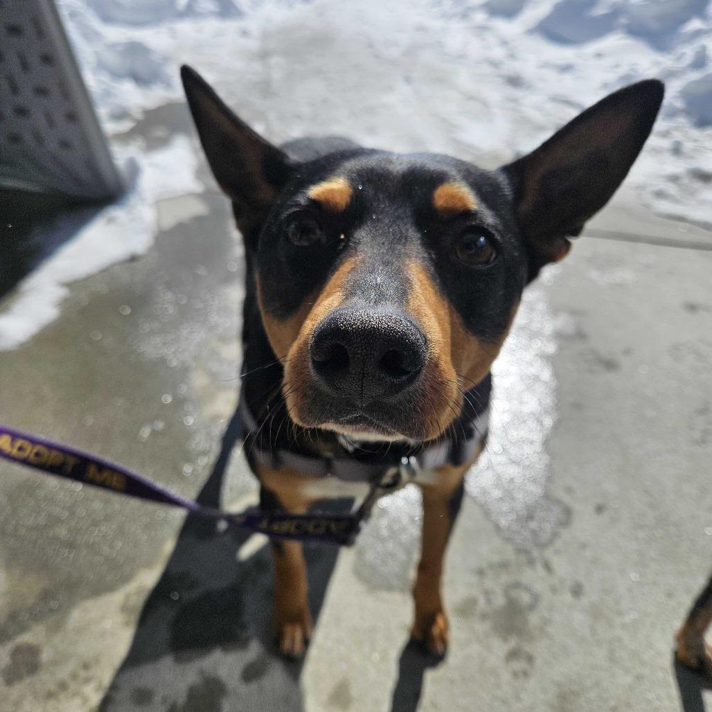 Waylon, a Adoptable Mixed Breed in Dover, NH image 2/6