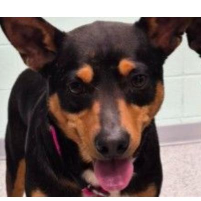 Waylon, a Adoptable Mixed Breed in Dover, NH image 3/6