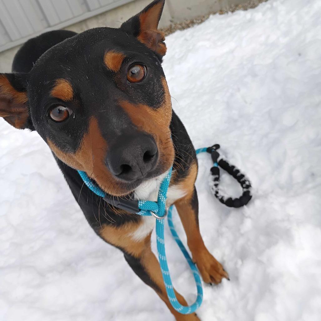 Waylon, a Adoptable Mixed Breed in Dover, NH image 4/6