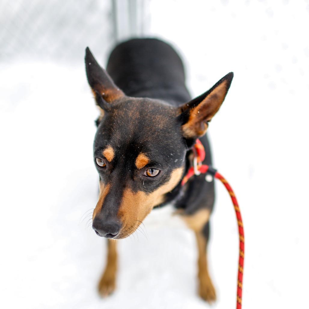 Waylon, a Adoptable Mixed Breed in Dover, NH image 5/6