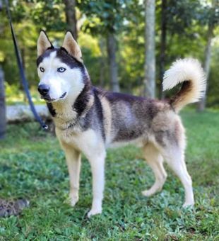 Blizzard, an adoptable Siberian Husky in Canterbury, CT, 06331 | Photo Image 1