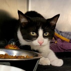 Enlarge Tourmaline, a Adoptable Domestic Short Hair in Westhampton, NY image 1/3