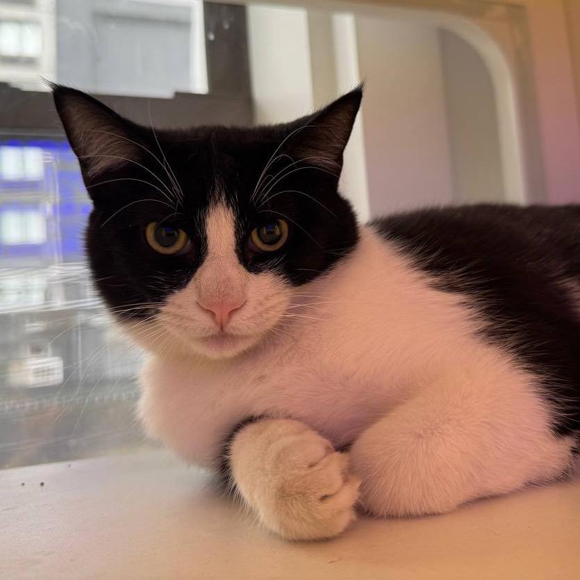 Enlarge Tourmaline, a Adoptable Domestic Short Hair in Westhampton, NY image 3/3