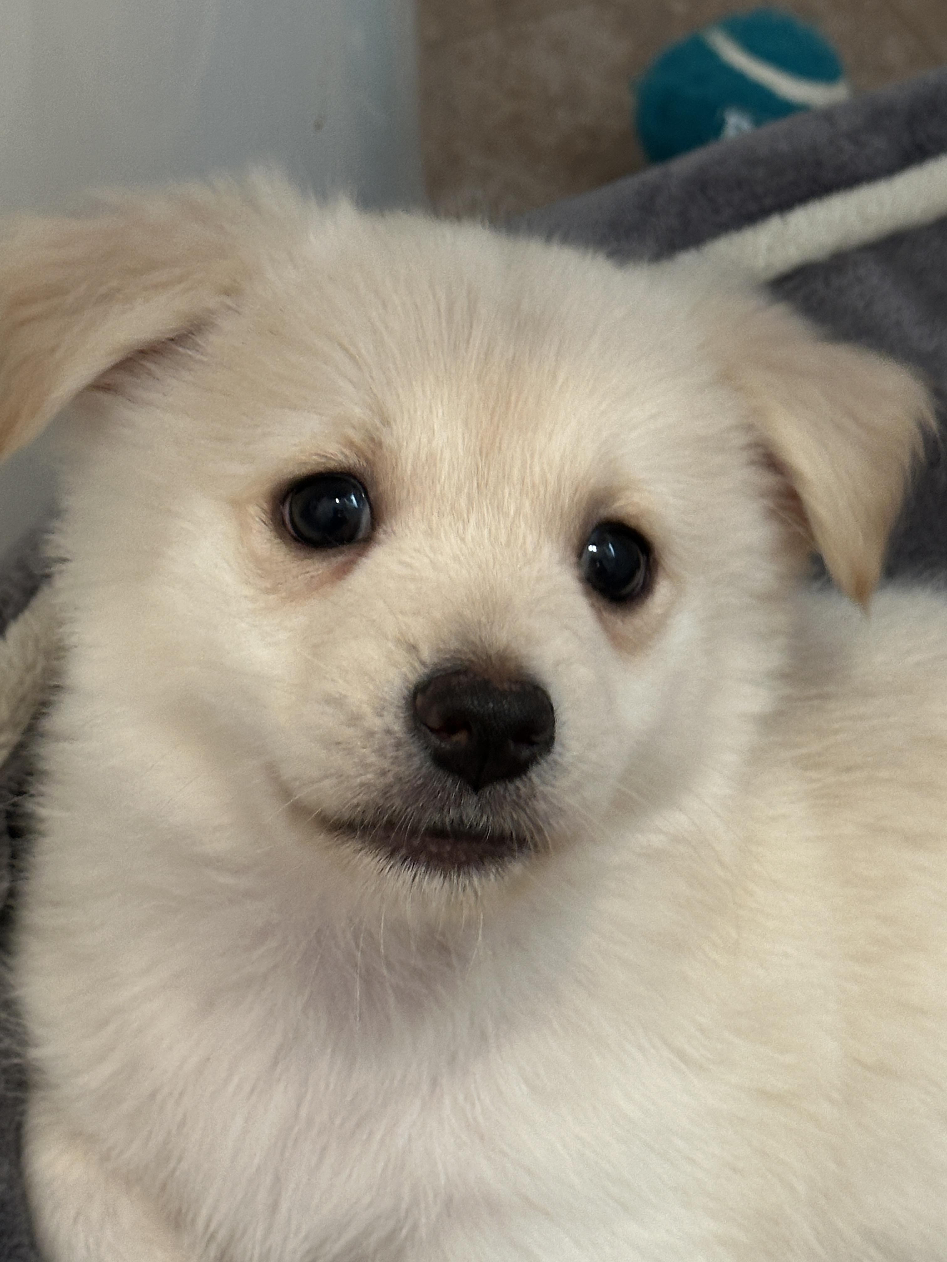 Butters, ADOPTABLE, Puppy Male Terrier & Chiweenie.