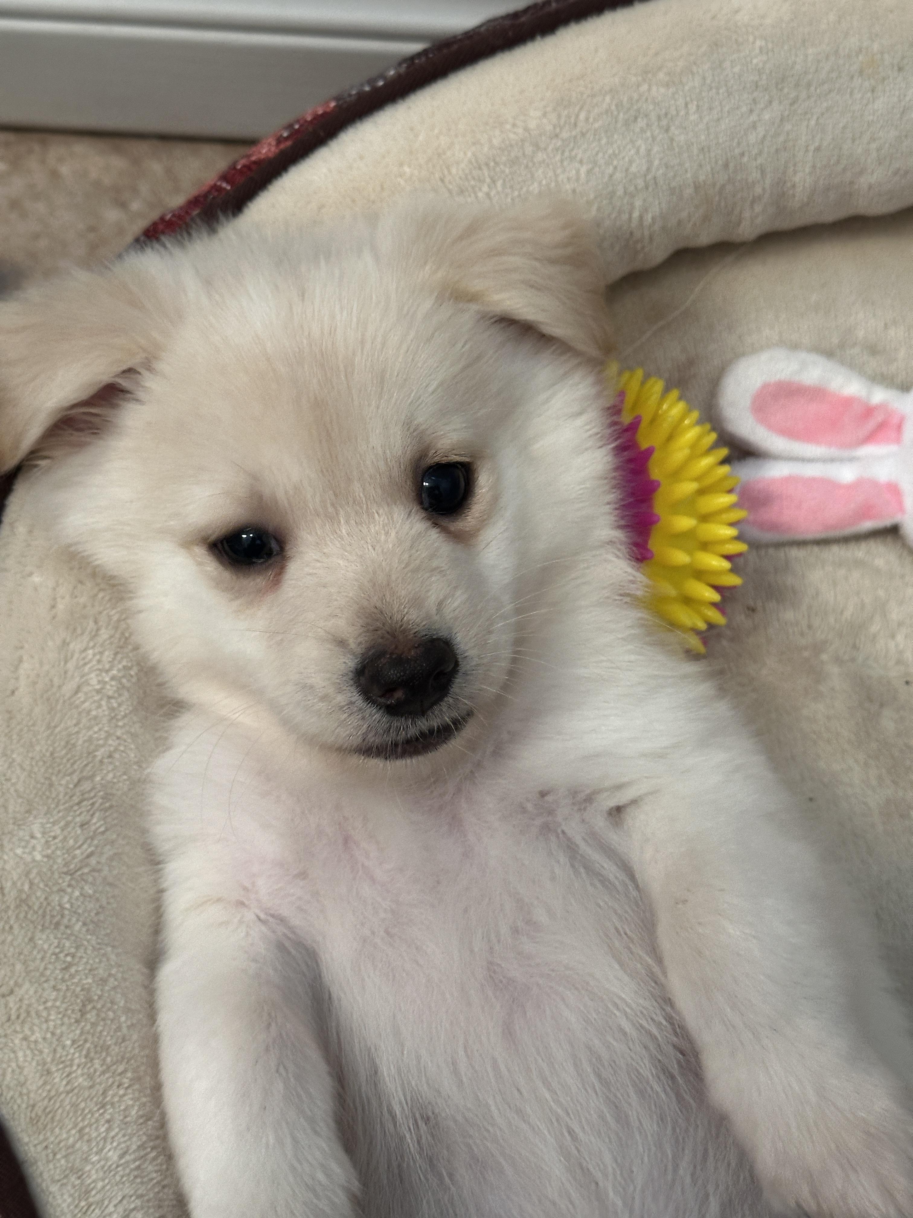 Enlarge Butters, a ADOPTABLE mixed breed in Murrieta, CA image 2/3
