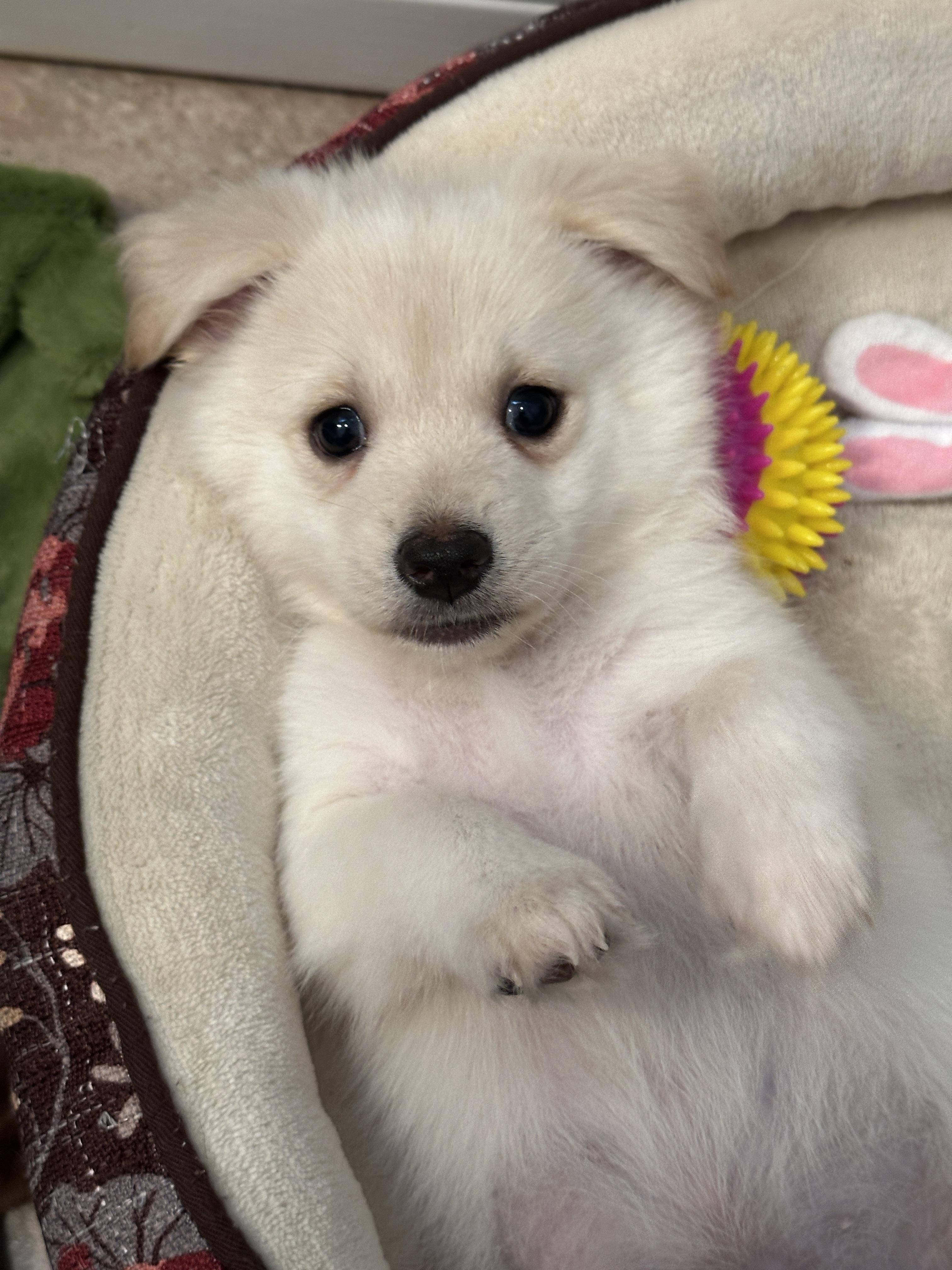 Enlarge Butters, a ADOPTABLE mixed breed in Murrieta, CA image 3/3