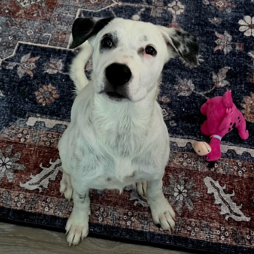Enlarge Cici, a Adoptable mixed breed in Wadena, MN image 1/6