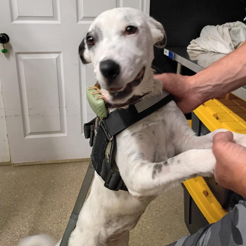 Enlarge Cici, a Adoptable mixed breed in Wadena, MN image 6/6