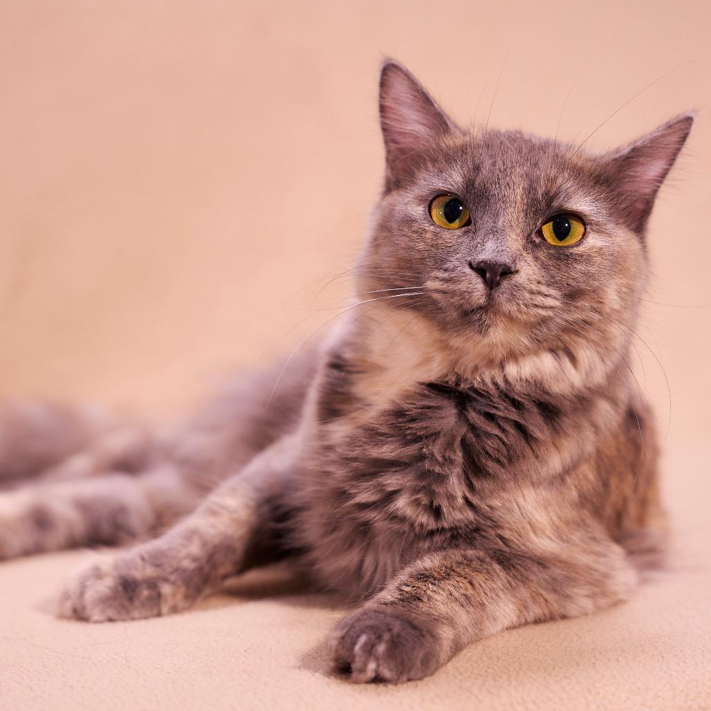 Enlarge Ashley, a Adoptable Domestic Medium Hair in Chaska, MN image 1/6
