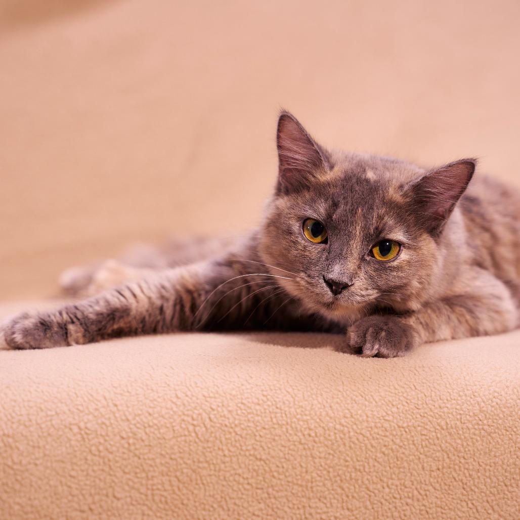 Enlarge Ashley, a Adoptable Domestic Medium Hair in Chaska, MN image 2/6